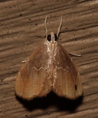 Glaphyria peremptalis
