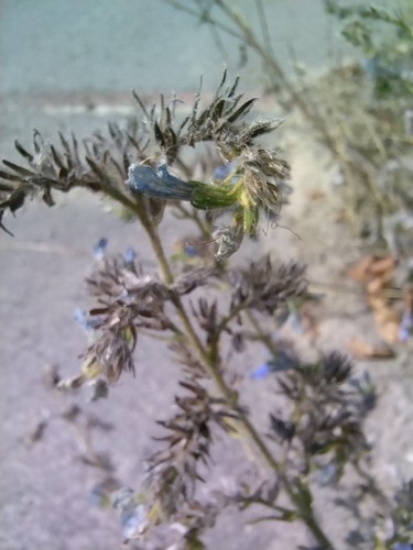 viper's-bugloss