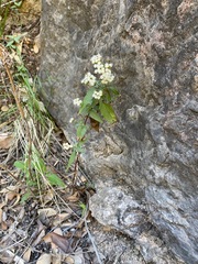 Ageratina paupercula