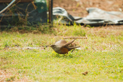 Turdus rufiventris