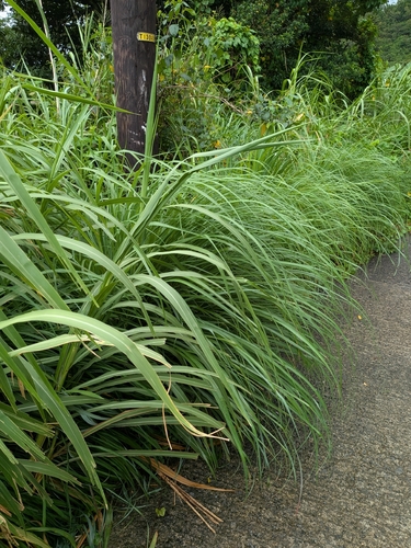 Cymbopogon citratus, photograph 2