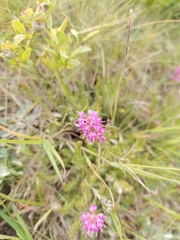 author not stated, no rights reserved Erica spiculifolia, photograph author not stated, no rights reserved