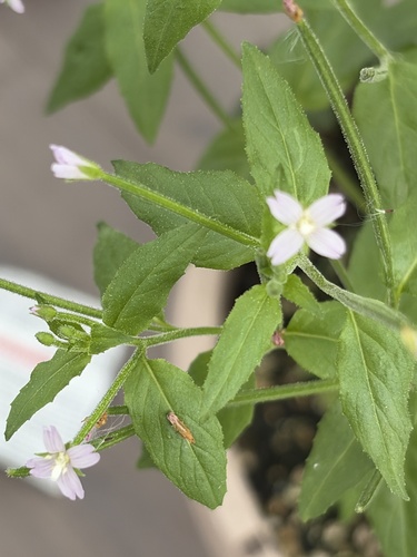 fringed willowherb