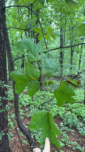 American tuliptree