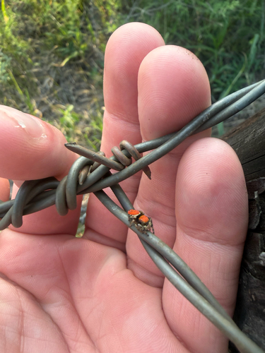 Apache Jumping Spider
