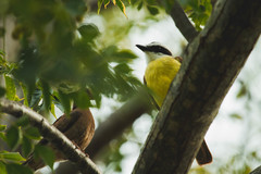 Pitangus sulphuratus