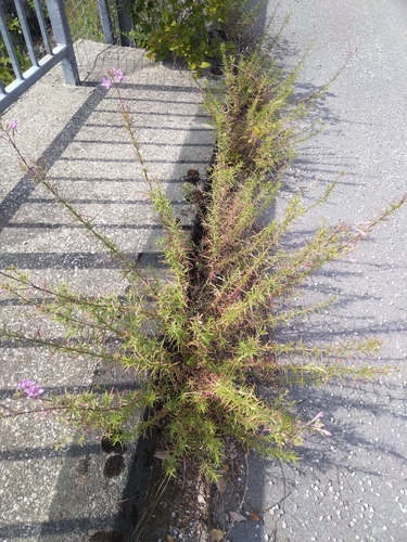 Rosemary-leaved Willowherb