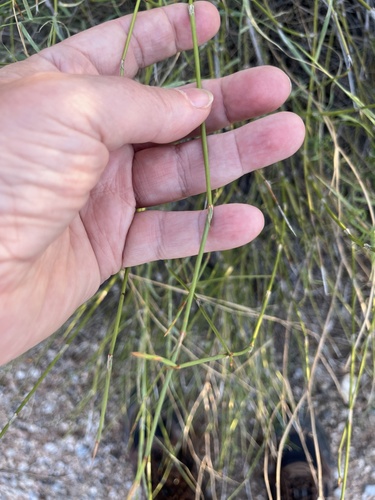 Ephedra trifurca, photograph 6