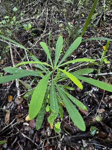 Euphorbia erubescens, 2026-08-07
