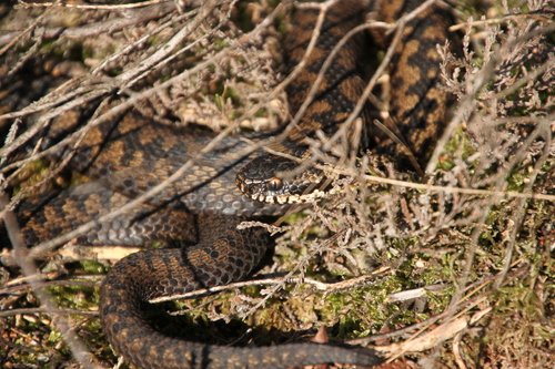 Adder, Gelderland, NL, photo 8 of 10