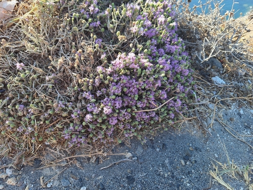 Thymbra capitata, photograph 5