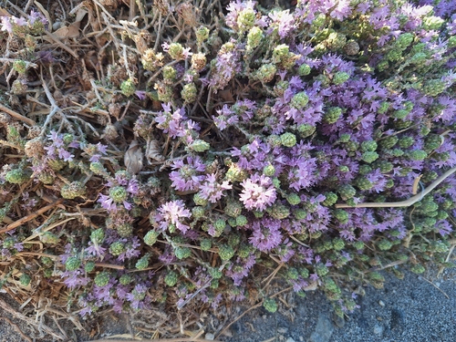Thymbra capitata, photograph 6