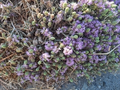 Thymbra capitata, photograph (c) Alex Anger, some rights reserved (CC BY)