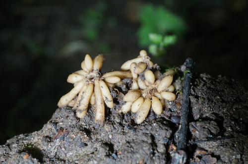 Наблюдение на iNaturalist