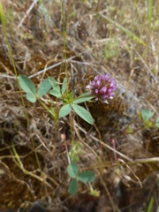 Trifolium ciliolatum