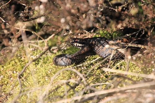 Adder, Gelderland, NL, photo 7 of 10