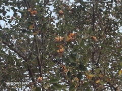 Erythrina fusca