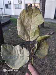 Erythrina fusca, photograph (c) Giovanna Roque de Castro, some rights reserved (CC BY-SA)