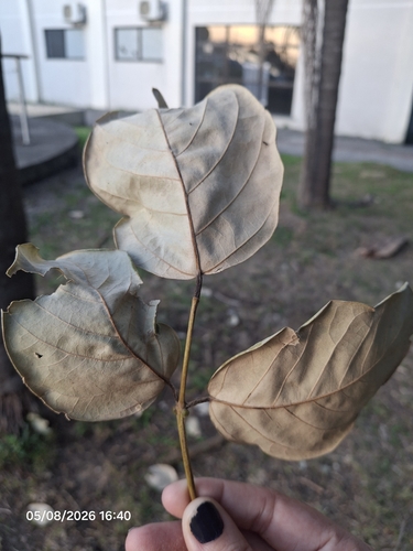 Erythrina fusca, photograph 3