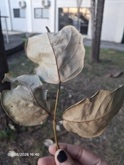 Erythrina fusca, photograph (c) Giovanna Roque de Castro, some rights reserved (CC BY-SA)