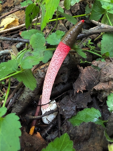 red stinkhorn