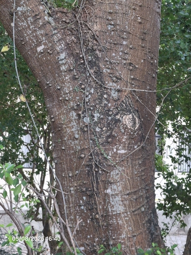 Erythrina fusca, photograph 4