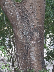 Erythrina fusca, photograph (c) Giovanna Roque de Castro, some rights reserved (CC BY-SA)
