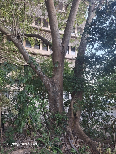 Erythrina fusca, photograph 5