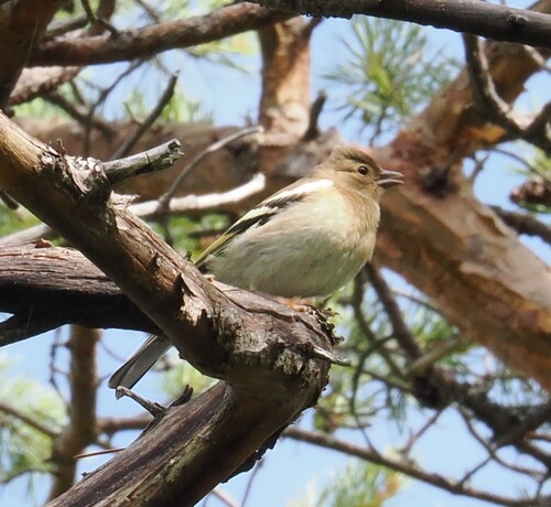 Common Chaffinch