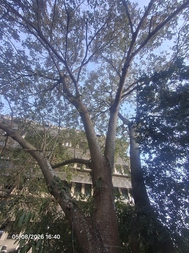 Erythrina fusca, photograph 6