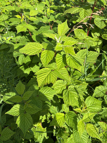 red raspberry