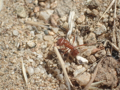 Pogonomyrmex californicus