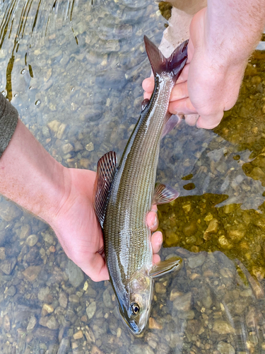 European Grayling