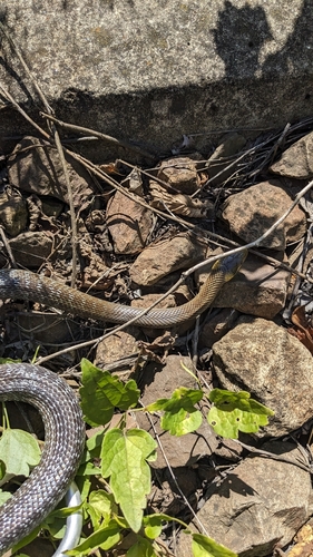Aesculapian Snake