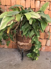 Monsteroideae