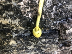 Leucocoprinus tricolor