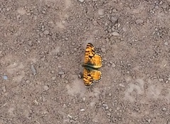 Phyciodes pallida