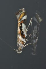 Aristotelia elegantella