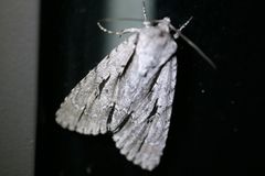 Acronicta texana