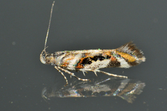 Aristotelia elegantella