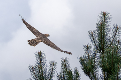 Eurasian Goshawk