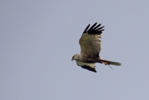 Western Marsh Harrier