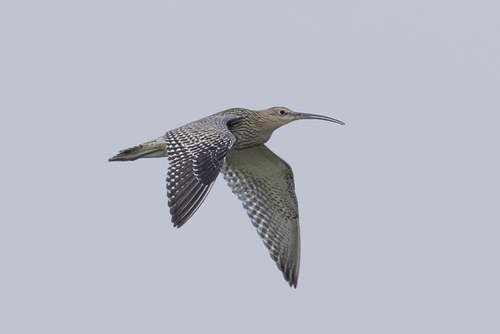 Eurasian Curlew