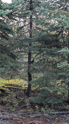 Spruce Grouse