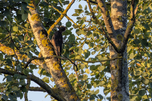 Black Woodpecker