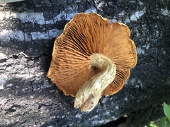 Gymnopilus lepidotus