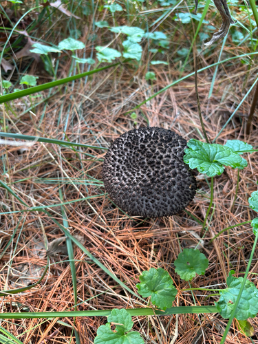 iNaturalist observation photo of Old-man-of-the-woods