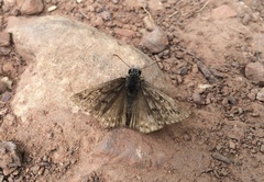 Erynnis persius