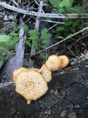 Gymnopilus lepidotus