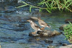 Spodiopsar cineraceus